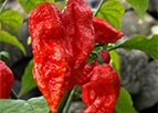 Ghost / Bhut Jolokia Pepper Seeds