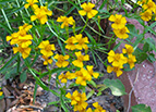 Mexican Tarragon Seeds 