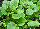 Upland Cress Seeds 