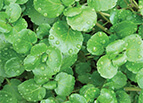 Watercress Seeds 