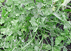 Wrinkled Crinkled Cress Seeds 