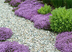 Creeping Thyme Seeds 