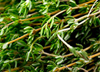 Thyme Seeds 