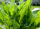 Sorrel Seeds 