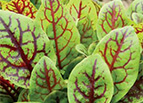 Red Veined Sorrel Seeds 