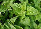 Catnip Seeds 