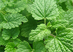 Lemon Catnip Seeds 