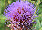 Cardoon Seeds 