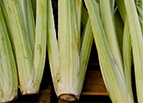 Bianco Avorio Cardoon Seeds 