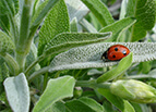 Sage Seeds 