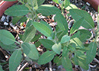 Extrakta Sage Seeds 