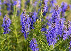 Hyssop Seeds 