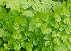 Chervil Seeds 