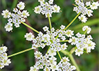 Caraway Seeds 