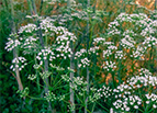 Anise Seeds 