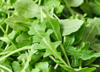 Roquette Arugula Seeds 