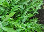 Sylvetta Arugula Seeds 