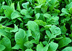 Astro Arugula Seeds 