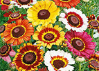 Painted Daisy Seeds 