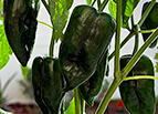 Poblano Pepper Seeds