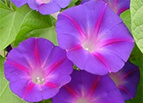 Grandpa Ott Morning Glory Seeds 