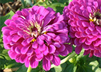 Purple Prince Zinnia Seeds 