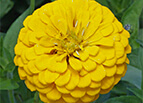 Canary Bird Zinnia Seeds 