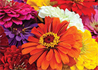 California Giants Mix Zinnia Seeds 