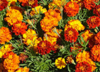 Sparky Mix Marigold Seeds 