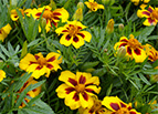 Dainty Marietta Marigold Seeds 