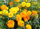 Crackerjack Mix Marigold Seeds 