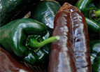 Mulato Isleno Poblano Pepper Seeds