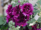 Queeny Purple Hollyhock Seeds 