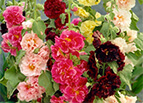 Summer Carnival Mix Hollyhock Seeds 