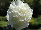 Chaters Double White Hollyhock Seeds 