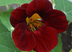  Black Velvet Nasturtium Seeds 