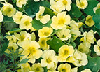 Moonlight Nasturtium Seeds 