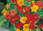 Alaska Mix Nasturtium Seeds 