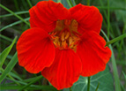 Empress Of India Nasturtium Seeds 