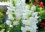 Snowflake Snapdragon Seeds 