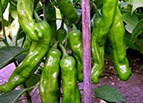 Shishito Pepper Seeds