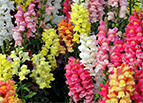 Magic Carpet Mix Snapdragon Seeds 