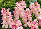 Appleblossom Snapdragon Seeds 