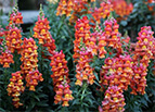 Orange Wonder Snapdragon Seeds 