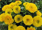 Golden Emperor Calendula Seeds 