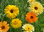 Pacific Beauty Mix Calendula Seeds 