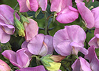 Royal Lavender Sweet Pea Seeds 