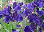 Royal Navy Blue Sweet Pea Seeds 