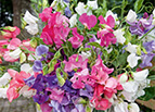 Bijou Mix Sweet Pea Seeds 