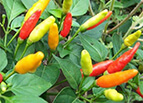 Tabasco Pepper Seeds